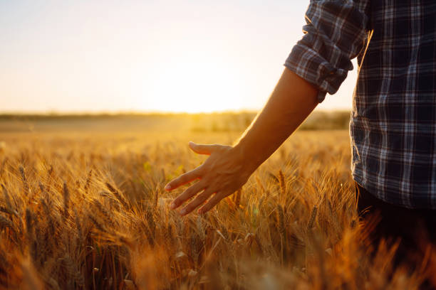 istock Man walking during sunset and touching wheat ears in gold field. 1339113414