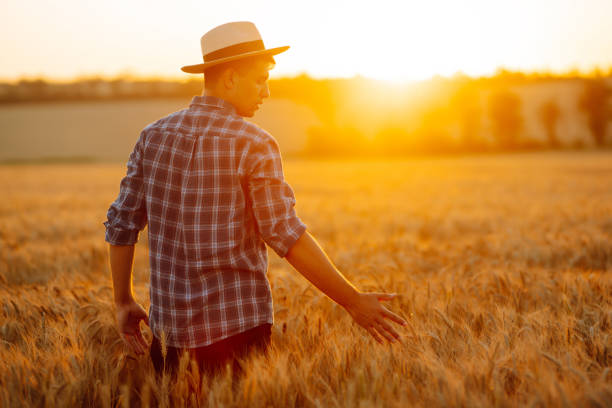 Man walking during sunset and touching wheat ears in gold field. Growth nature harvest. Agriculture farm.