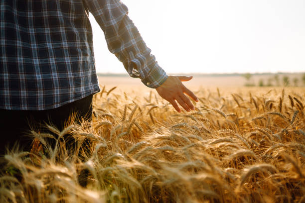 istock Man walking during sunset and touching wheat ears in gold field. 1339113440