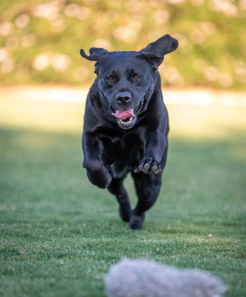 istock Black Labrador Retriever running in the grass 1339113449