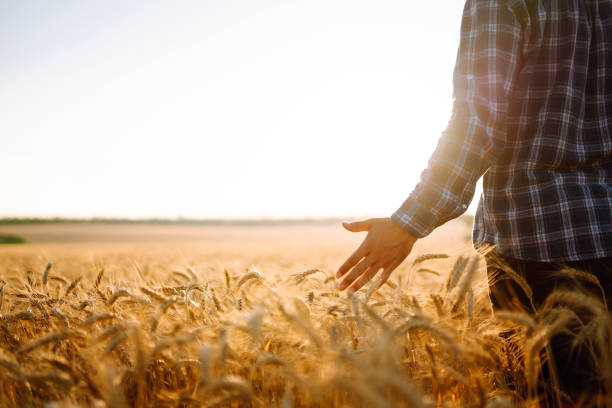 istock Man walking during sunset and touching wheat ears in gold field. 1339113460
