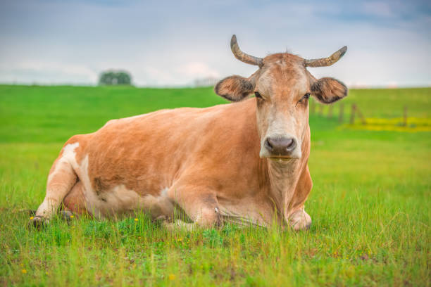 istock Cow in a meadow grass in farmland. 1339113746