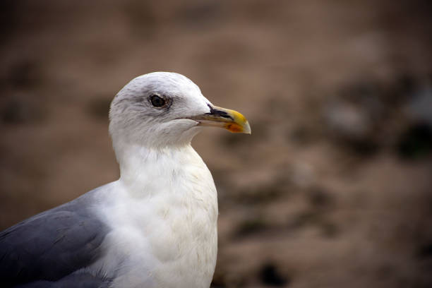 Seagull of the species Larus cachinnans glides over the sea