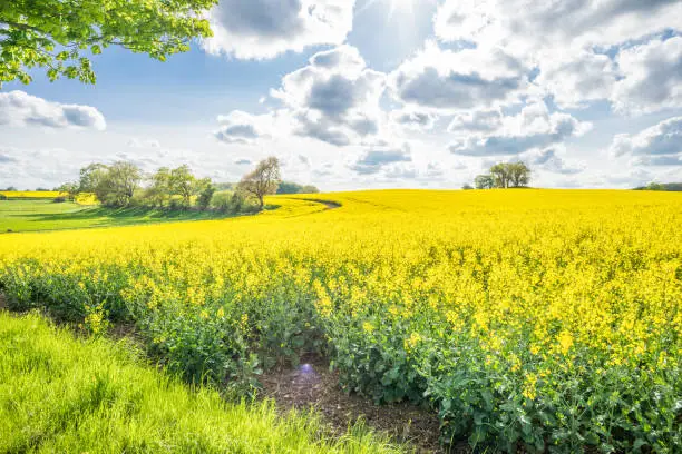 Rapeseed blossom in spring. Yellow rapeseed blossom blue sky white clouds.