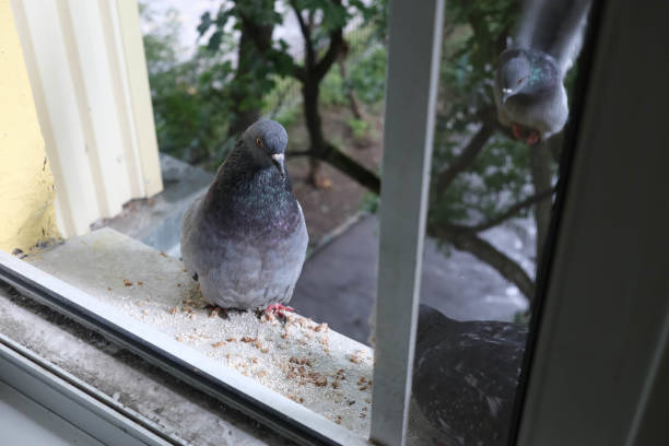 istock hungry pigeons on the windowsill are waiting for feeding 1339119410