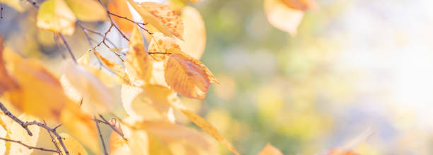 istock Beautiful panoramic autumn scenery with colorful autumn leaves on a soft background 1339120183
