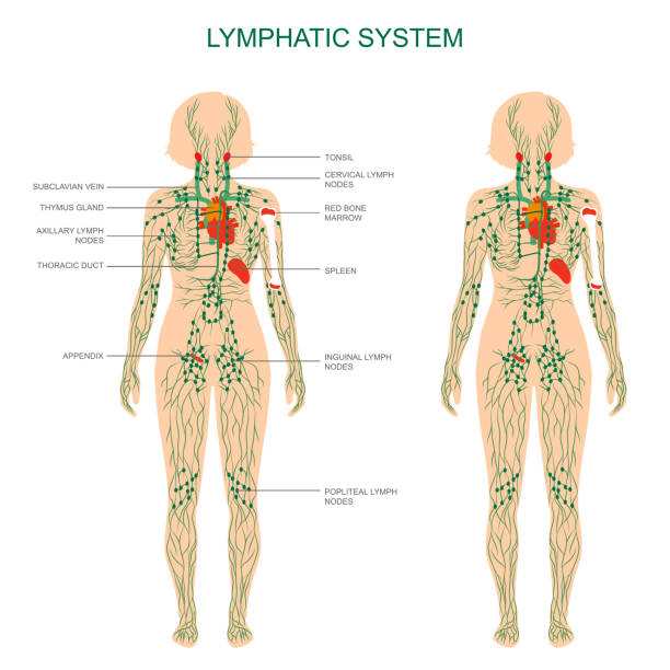 anatomie des menschen, lymphsystem, medizinische illustration, lymphknoten - medizinische zeichnung stock-grafiken, -clipart, -cartoons und -symbole