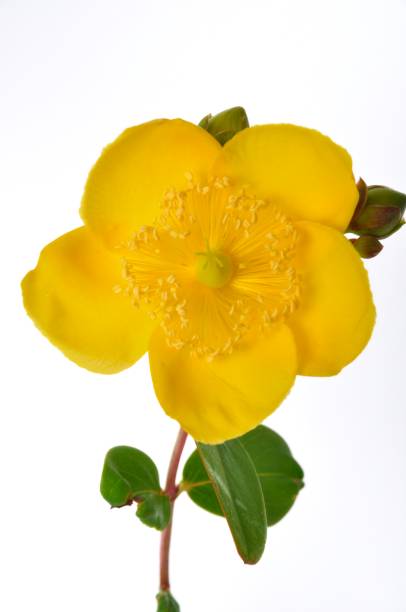 istock Ornamental St. John's Wort on a white background 1339125879