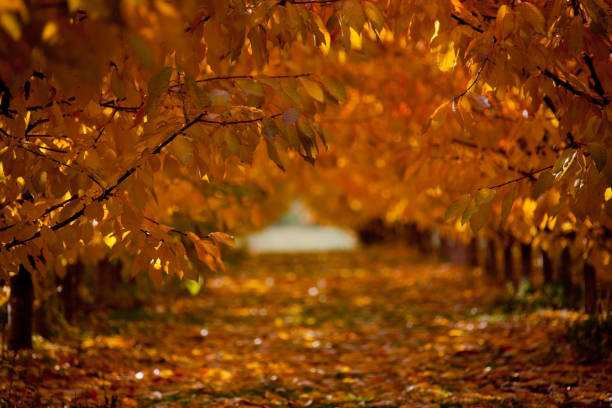 Orchard in the colorful fall