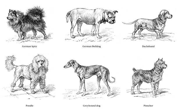 istock Breed of dogs illustration 1899 1339128774