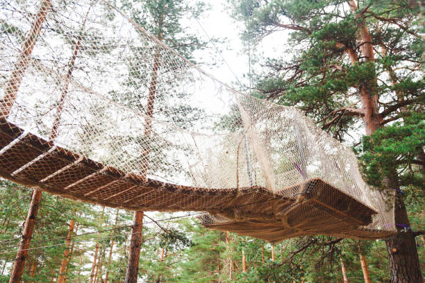 istock Rope suspension bridge on a tree in the forest 1339129074