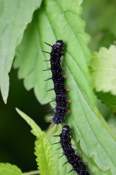 Two small black caterpillars of the genus Aglais have just hatched on a green plant Two small black caterpillars of the genus Aglais have just hatched on a green plant in Germany small tortoiseshell butterfly stock pictures, royalty-free photos & images