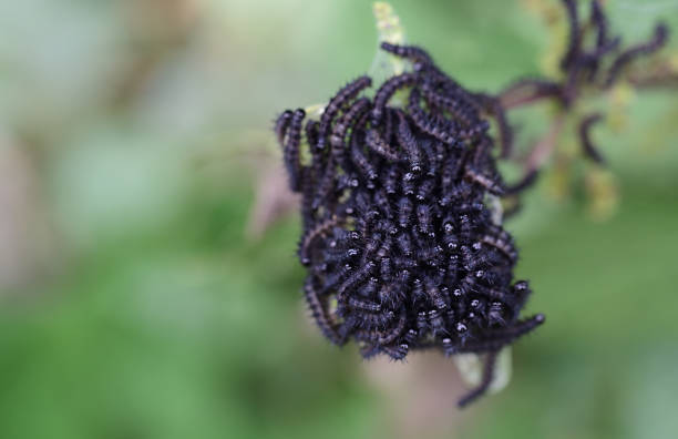 アグレ属の多くの小さな黒い毛虫はちょうど孵化し、近くに横たわっている - small tortoiseshell butterfly ストックフォトと画像