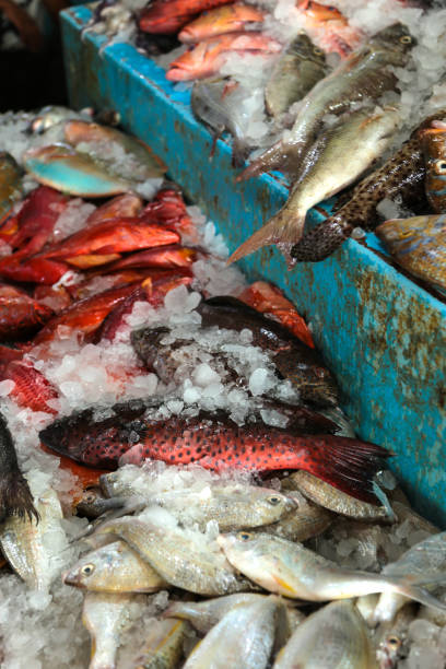 istock Fresh raw sea food on ice 1339132112