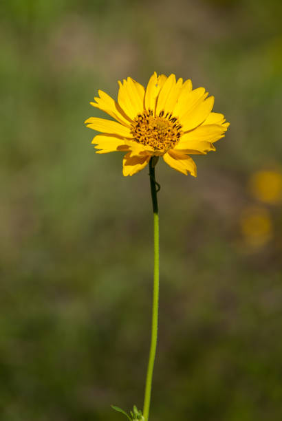 istock Golden Crownbeard Close-Up 1339132307