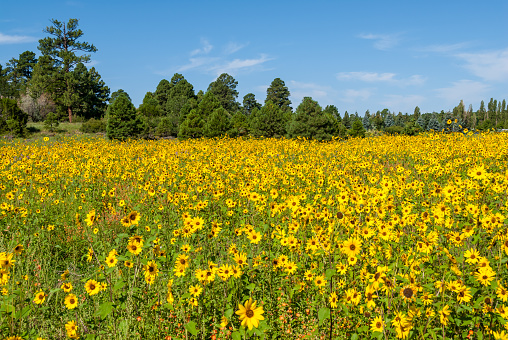 The Common Sunflower (Helianthus annus), a wild native of the American Southwest, is a member of the Asteraceae family.  It has a well-known characteristic, called heliotropism, of pivoting its leaves and buds to track the path of the sun from sunrise to sunset.  Once the flowers open, they are oriented to the east to greet the rising sun.  The common sunflower thrives in the dry, brown disturbed soils of the southwest, turning the arid landscape into a shimmering yellow carpet that attracts wildlife, insects and human visitors alike.  In Northern Arizona, the Navajo ancestors extracted a dark red dye from the outer seed coats and the Hopi cultivated a purple sunflower to make a special dye.  The sunflower seed was an important food source for most North American tribes.  The sunflower, with its large yellow flowers, is also an iconic art symbol and the state flower of Kansas.  After the Summer Monsoon rains bring moisture to the region, sunflowers bloom in fields all over Northern Arizona.  This field of sunflowers was photographed at Campbell Meadows in Flagstaff, Arizona, USA.