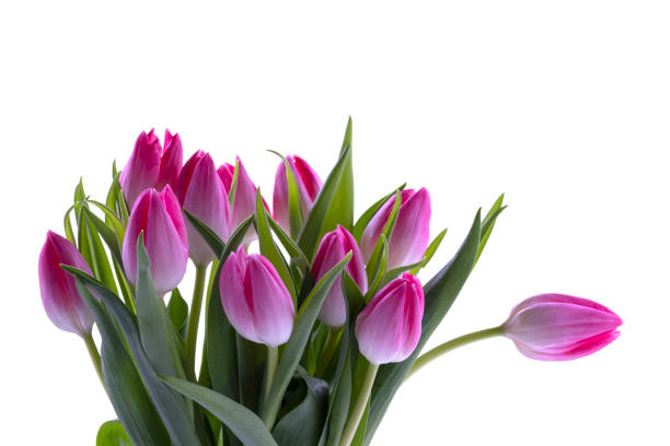 Pink Tulips stock photo