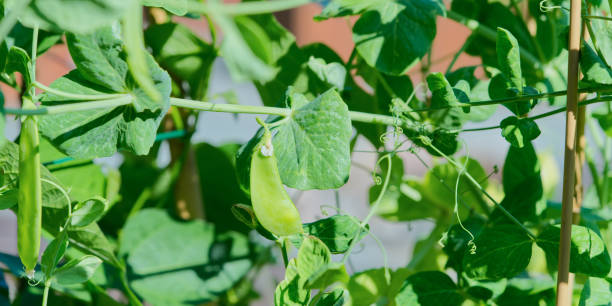 istock Peas growing close up in garden 1339135557