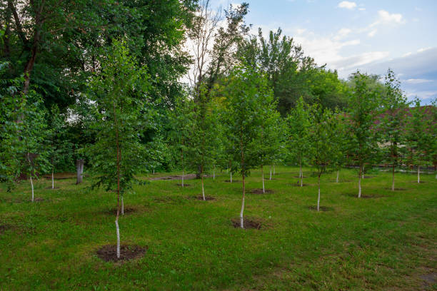 istock Saplings of young trees, good urban environment. Background with copy space for text 1339136934