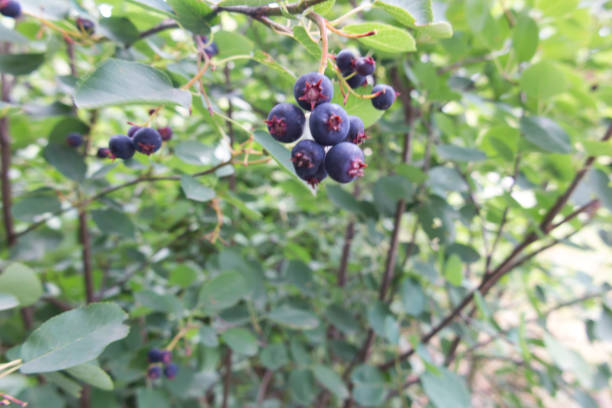 istock Berries of a wild saskatoon berry on a shrub 1339140036
