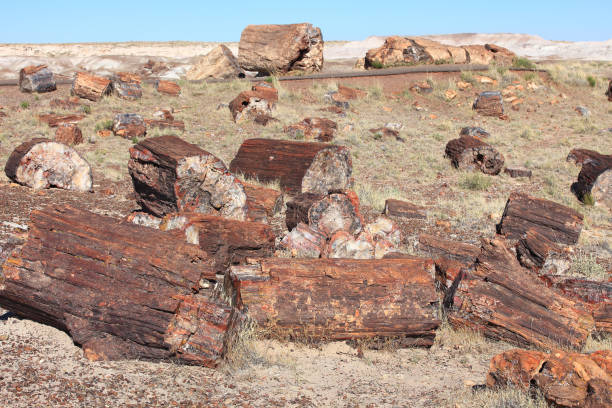 石化木材 - petrified forest national park ストックフォトと画像