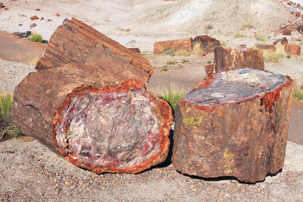 石化木材 - petrified forest national park ストックフォトと画像