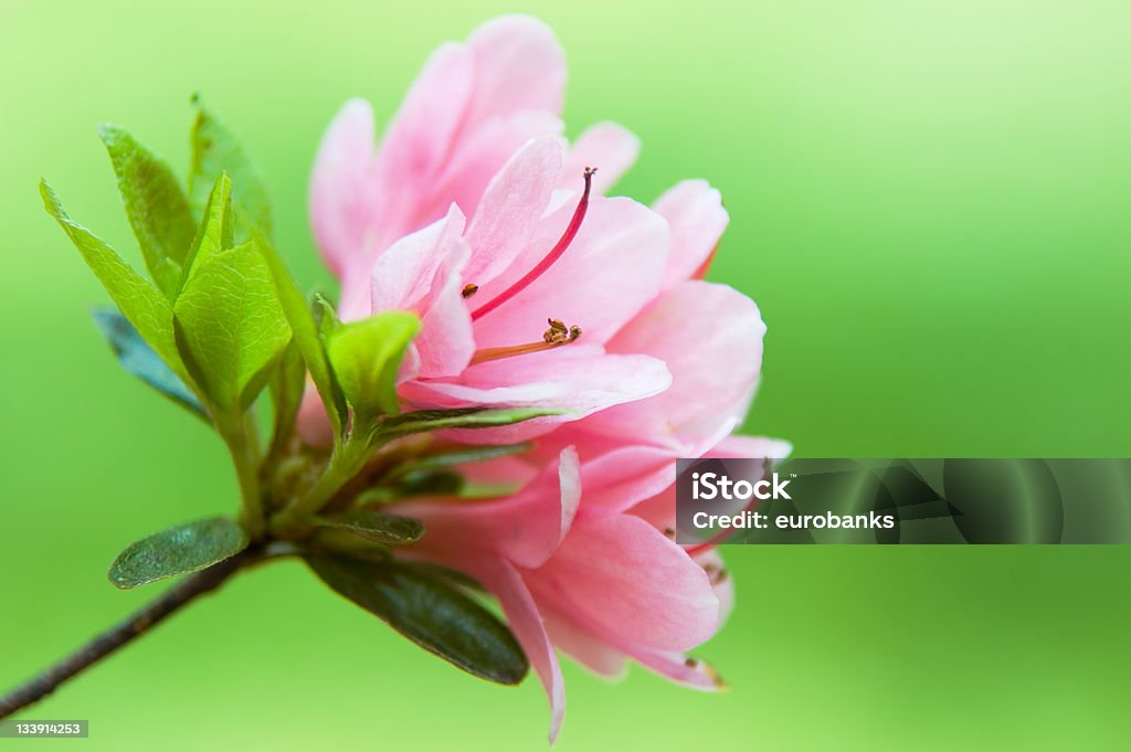 Azalea Flower on a pink azalea bush. Azalea Stock Photo