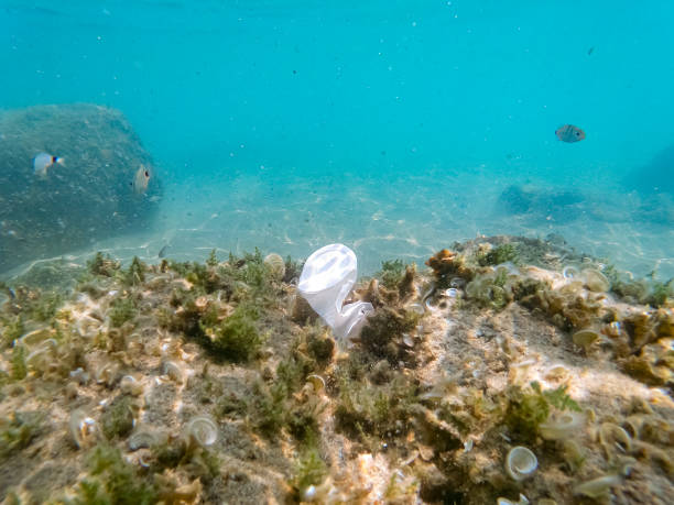 istock Discarded plastic cup floating on contaminated sea ecosystem,environmental nature pollution 1339144031