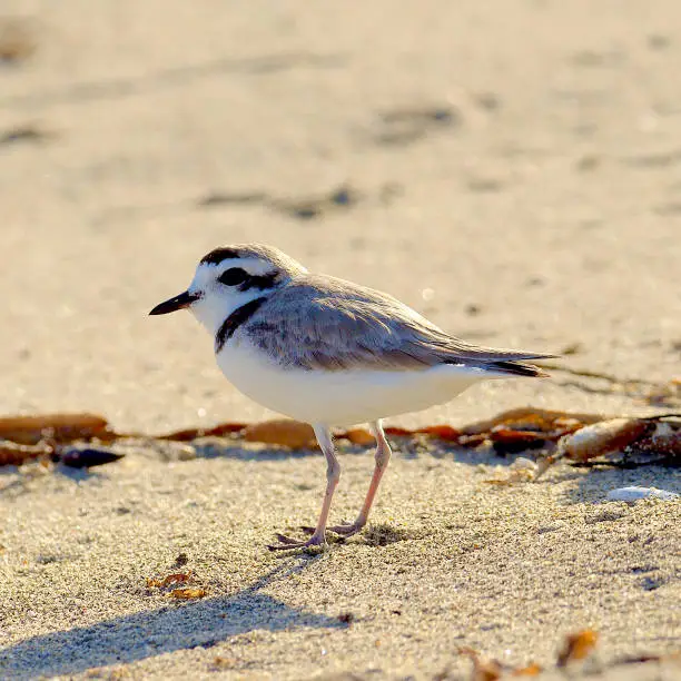 A Snowy Plover (Charadrius nivosus) in breeding plumage looks for for along a sandy beach in northern Chile. The species is distributed mainly along the west coasts of North and South America and is regarded by conservationists as Near-Threatened due to expanding development of coastal habitats throughout its range.
