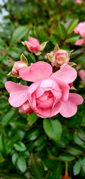 istock Little fairy pink rose 1339144366