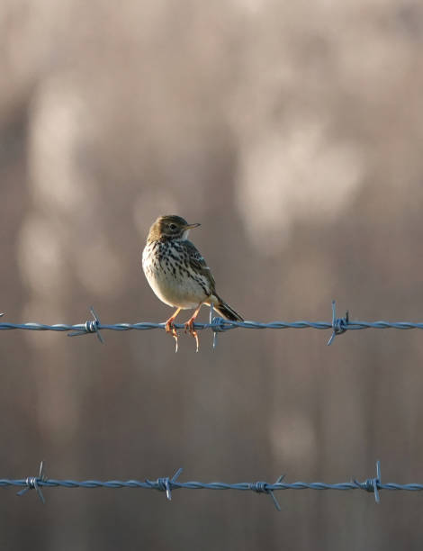 istock A beautiful selective focus shot of a meadow pipit perching on barbed wire against a blurred background. 1339144809