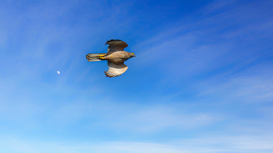 Collared Sparrowhawk in flight
