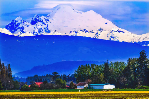 mount baker skagit valley fleurs jaunes état de washington - north cascades national park cascade range mt baker waterfall photos et images de collection