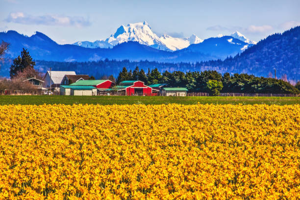 istock Mount Shuksan Skagit Valley Yellow Daffodils Flowers Washington State 1339146083