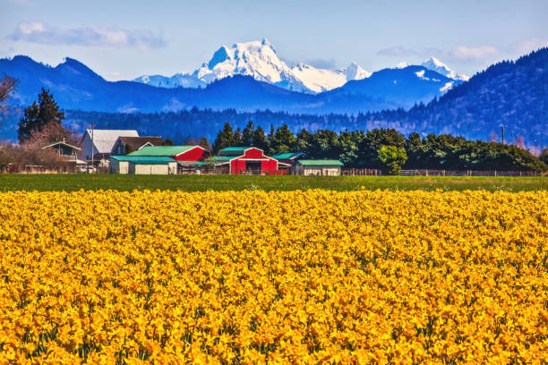monte shuksan skagit valley yellow daffodils flowers washington state - montanha shuksan - fotografias e filmes do acervo
