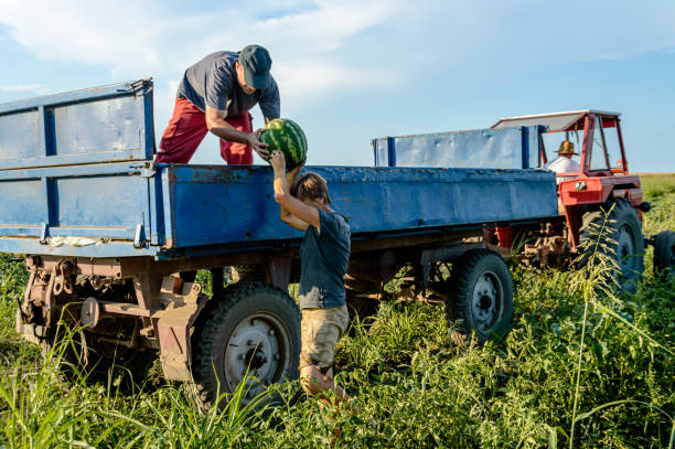 Farmers are Harvesting Watermelons from the Field. A Group of Farmers is Picking Up Watermelons From a Field During a Harvesting Season and Putting them in the Trailer of a Tractor. eastern europe stock pictures, royalty-free photos & images