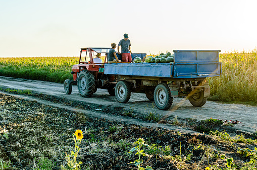 A Worker on a Farm is Driving a Tractor and with a Trailer Full of Harvested Watermelons.