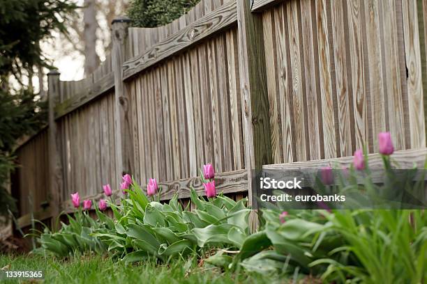 튤립 한 울타리 0명에 대한 스톡 사진 및 기타 이미지 - 0명, 구근 식물, 꽃-꽃의 구조
