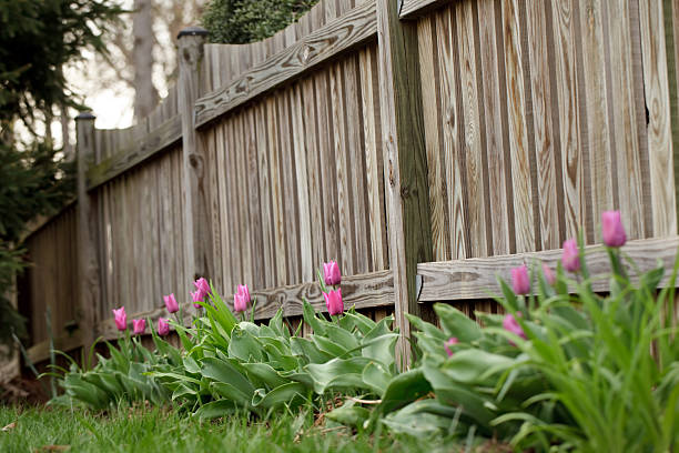Tulips lined up against a fence.
