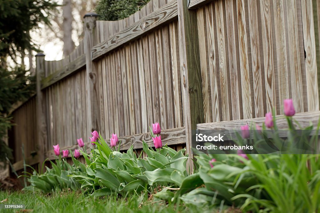 Tulipas em um muro - Foto de stock de Bulbo royalty-free