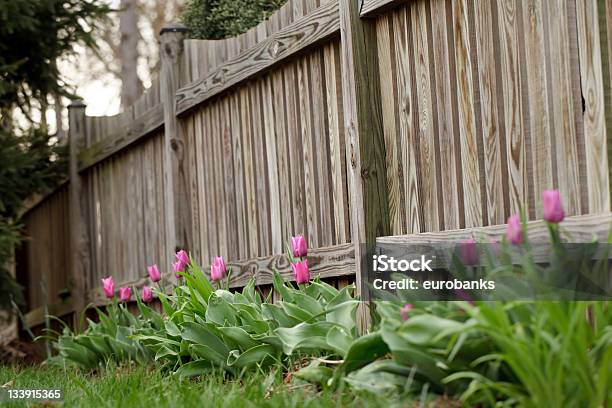 Foto de Tulipas Em Um Muro e mais fotos de stock de Bulbo - Bulbo, Cabeça da flor, Canteiro de Flores