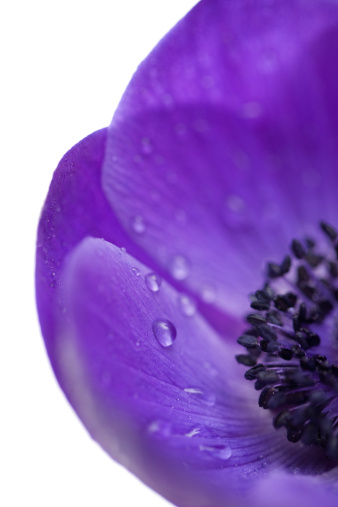 Closeup of a purple anemone isolated on white.