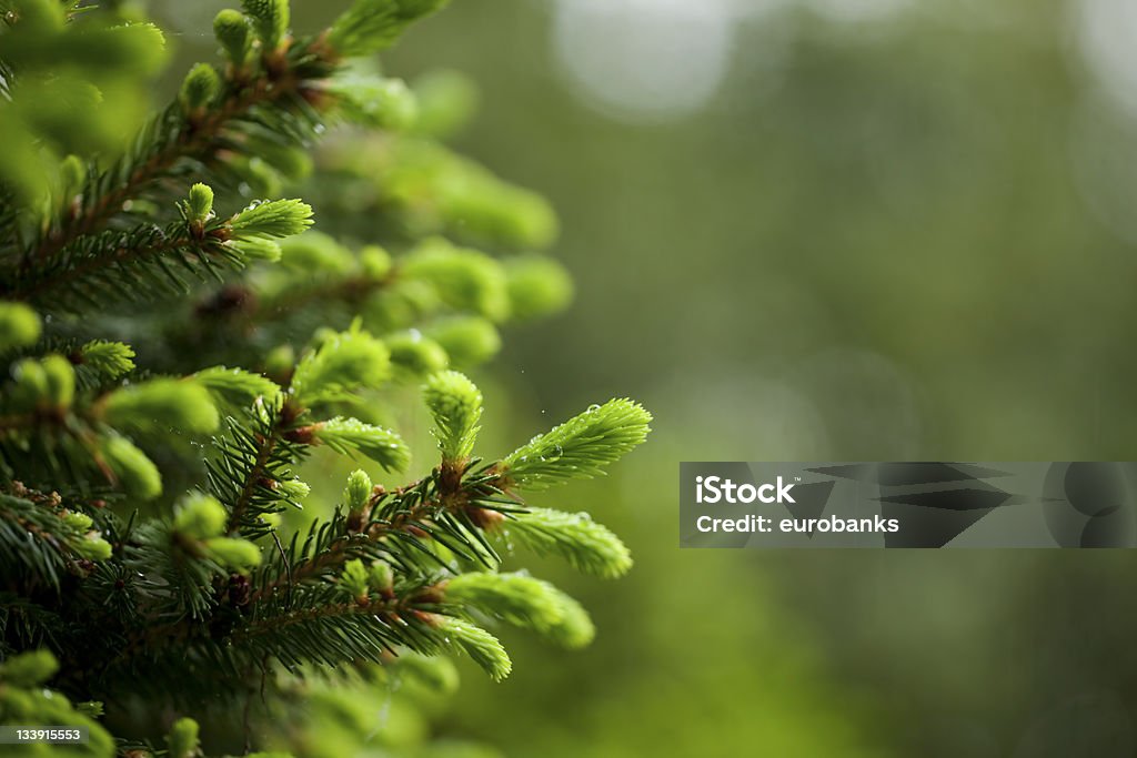 Novo crescimento do Spruce - Foto de stock de Arbusto royalty-free