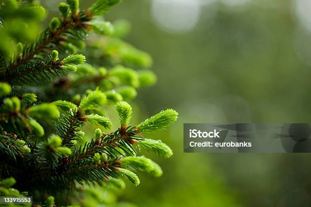 Foto de Novo Crescimento Do Spruce e mais fotos de stock de Arbusto - Arbusto, Chuva, Crescimento