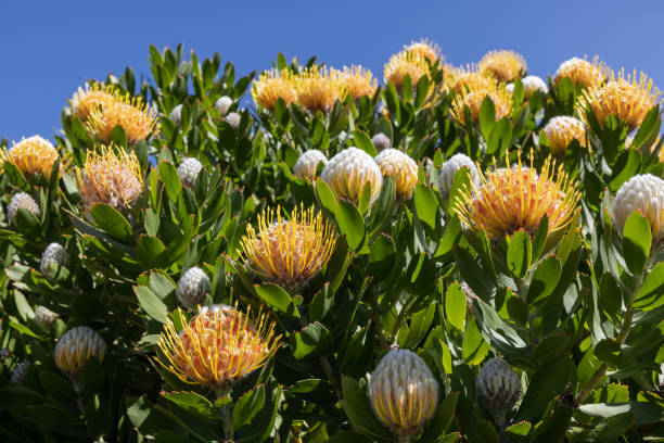 istock African Protea flowers 1339155816