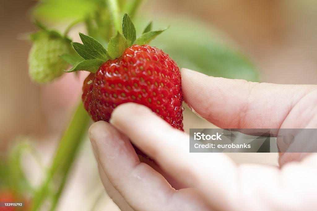 Enfant cueillir des fraises - Photo de Agripper libre de droits