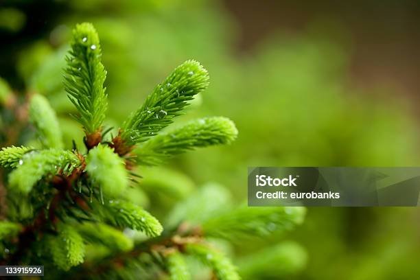 Nowe Wzrostu Na Spruce - zdjęcia stockowe i więcej obrazów Bez ludzi - Bez ludzi, Deszcz, Fotografika