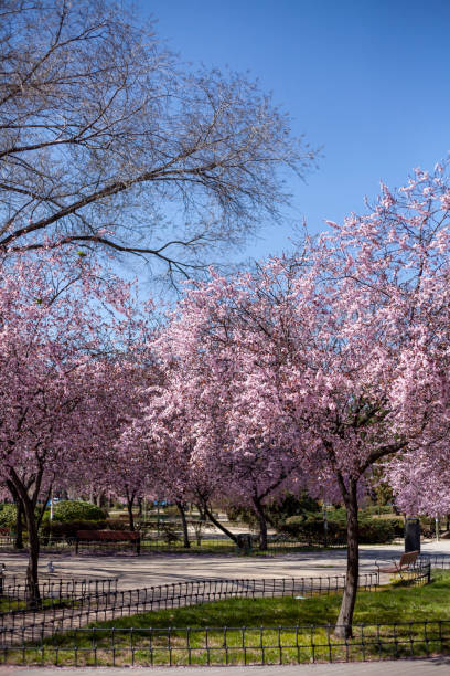 istock park with pink blossoming trees in autumn 1339159976