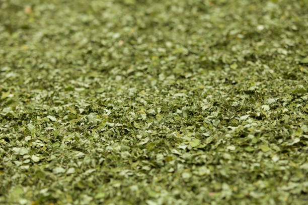 istock Close up Moringa leafs, trees, farm, nutrition, diet 1339159984