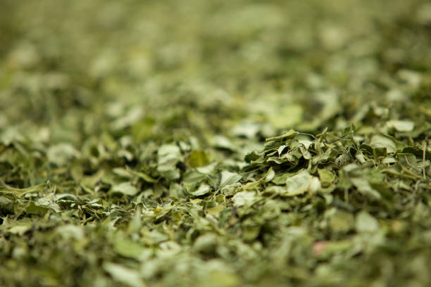 istock Close up Moringa leafs, trees, farm, nutrition, diet 1339160021